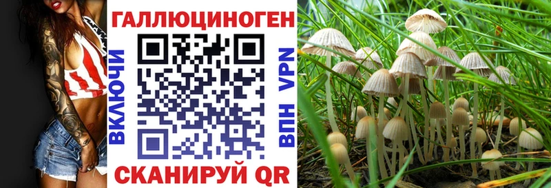 закладки  Рошаль  Псилоцибиновые грибы GOLDEN TEACHER 